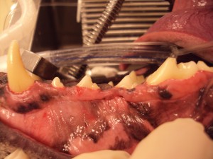 Dog’s mouth after teeth cleaning