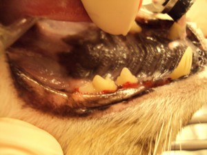 Cat’s mouth after teeth cleaning