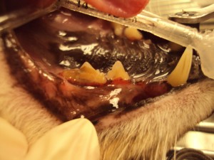 Cat’s mouth before teeth cleaning